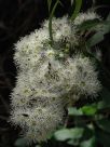 Angophora floribunda