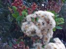 Angophora hispida