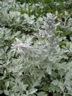 Artemisia stelleriana Boughton Silver