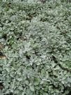 Artemisia stelleriana Boughton Silver