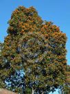 Auranticarpa rhombifolia