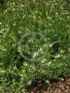 Austromyrtus tenuifolia