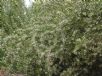 Austromyrtus tenuifolia