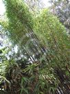 Bambusa lako