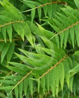 Bambusa multiplex Floribunda