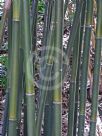 Bambusa textilis Gracilis