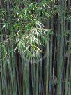 Bambusa textilis Gracilis