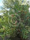 Banksia aemula
