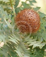 Banksia baxteri