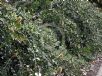 Banksia integrifolia Roller Coaster