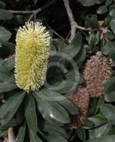 Banksia integrifolia integrifolia