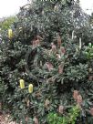 Banksia integrifolia integrifolia