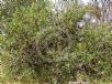 Banksia laevigata