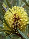 Banksia lindleyana