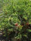 Banksia nutans