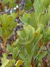 Banksia oreophila