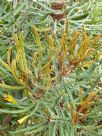 Banksia pilostylis