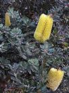 Banksia praemorsa
