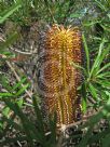 Banksia spinulosa spinulosa