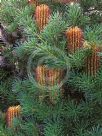 Banksia spinulosa spinulosa