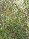 Beaufortia orbifolia