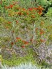 Beaufortia squarrosa