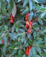 Begonia fuchsioides Red Cascade
