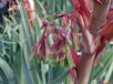 Beschorneria yuccoides