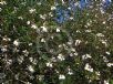Bidens aurea white-flowered