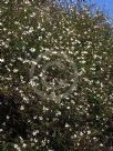Bidens aurea white-flowered